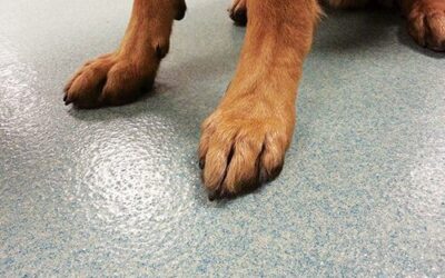 Pawsitively Protected: Concrete Floor Coating for Dog Kennels and Veterinary Clinics